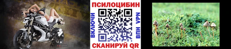 Купить закладки  Гудермес  Галлюциногенные грибы Cubensis 